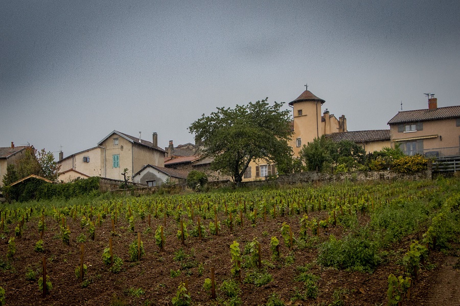 Saint-Haon-le-Châtel, village de caractère entouré de vignes
